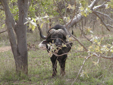 Africa0131