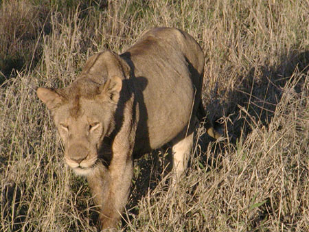 Africa0132