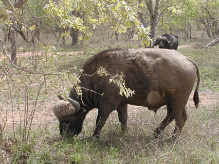 Africa0134