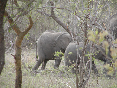 Africa0136