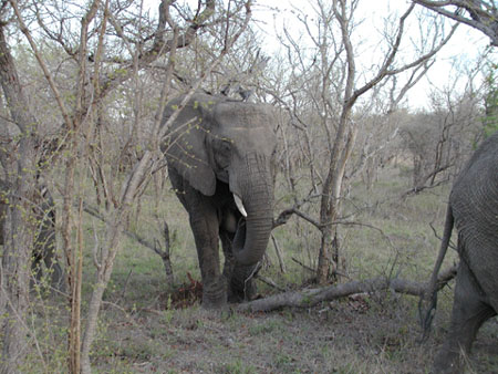 Africa0137