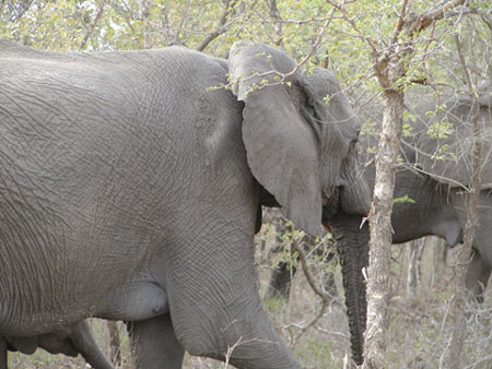 Africa0138
