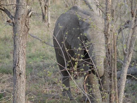 Africa0139