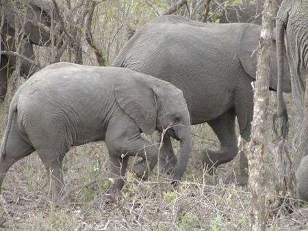 Africa0140