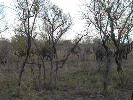 Africa0141