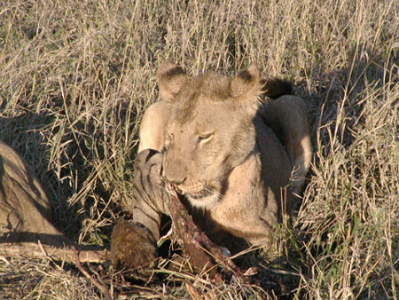 Africa0142