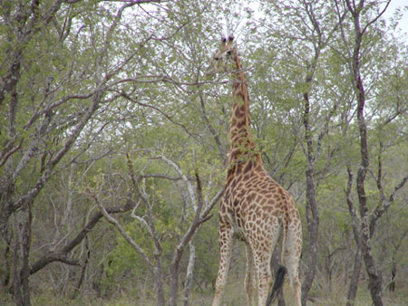 Africa0145
