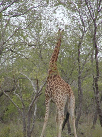Africa0147