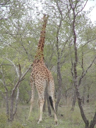 Africa0149