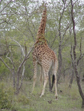 Africa0151