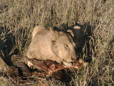 Africa0153