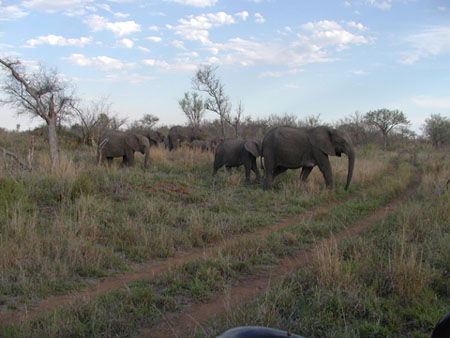 Africa0155