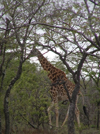 Africa0156