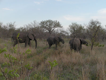 Africa0159