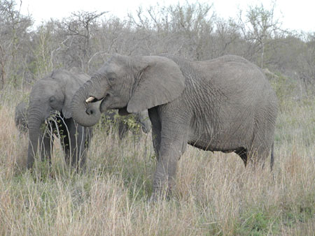 Africa0161