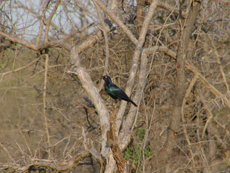 Africa0164