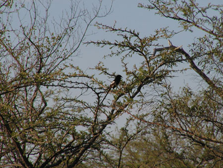 Africa0165