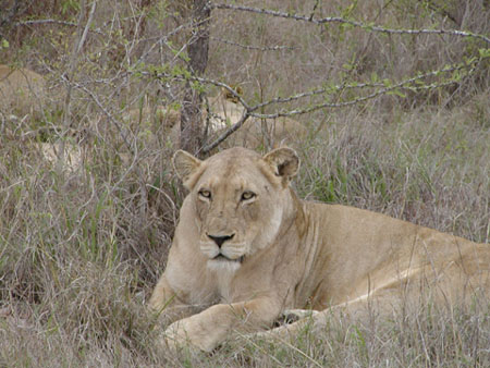 Africa0166