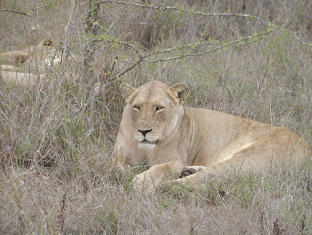 Africa0168