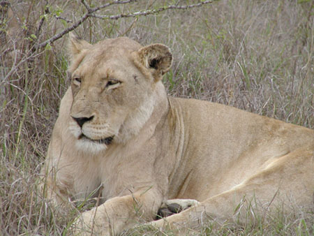Africa0169