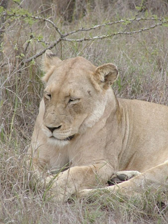 Africa0170