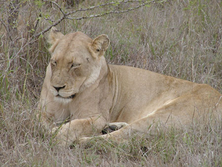 Africa0171