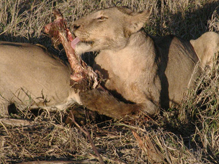 Africa0172