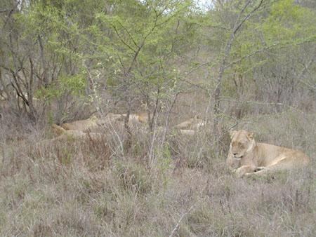Africa0173