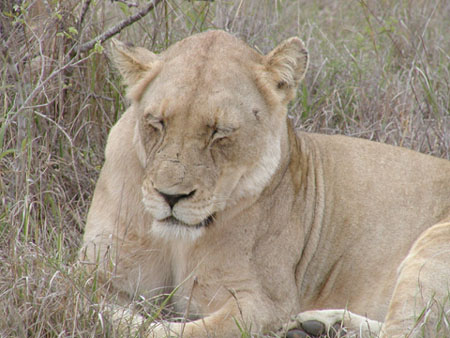 Africa0175