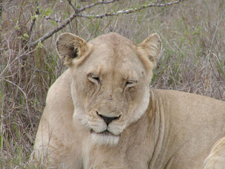 Africa0176