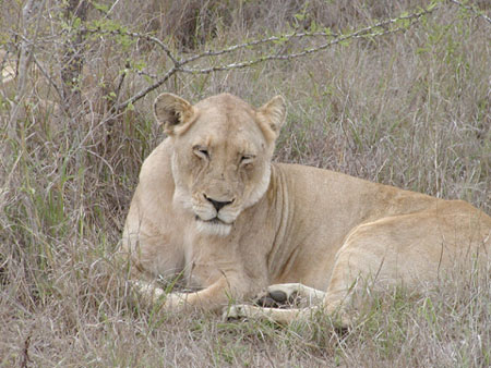 Africa0177