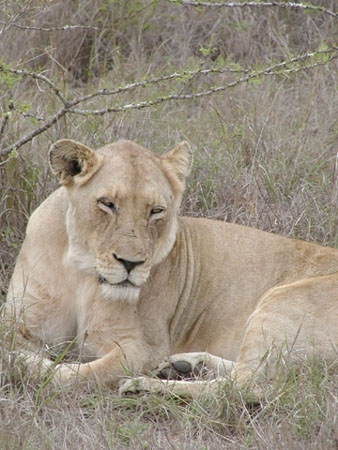 Africa0178