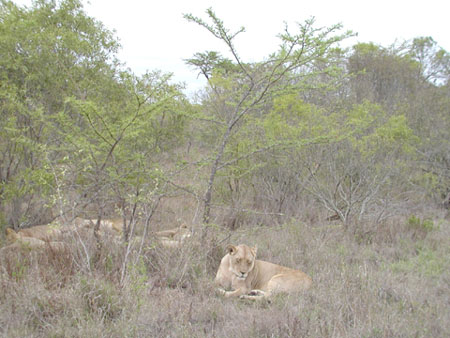 Africa0179