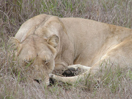 Africa0180
