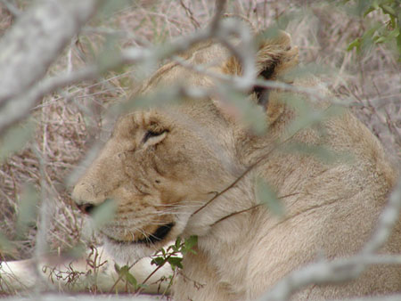 Africa0181