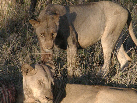 Africa0182