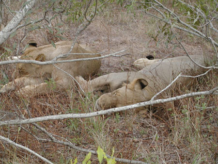 Africa0184