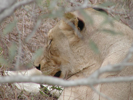 Africa0185
