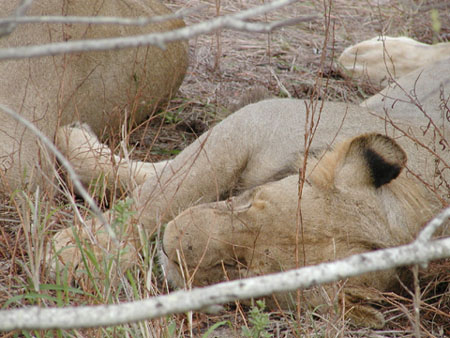 Africa0186