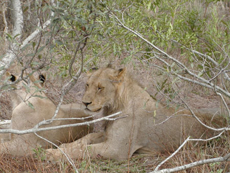 Africa0187