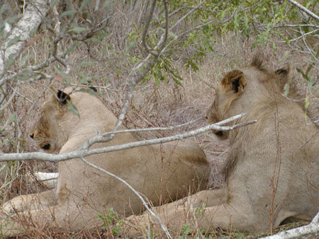 Africa0188