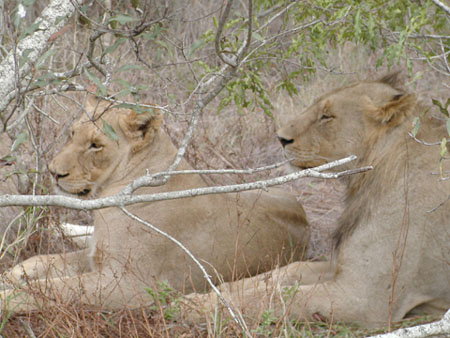 Africa0189