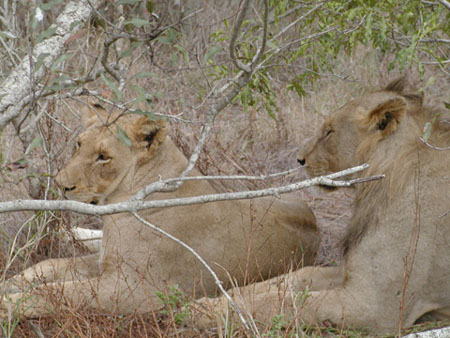 Africa0190