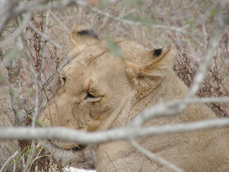 Africa0191