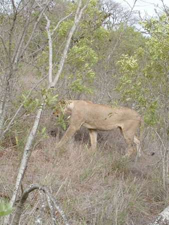 Africa0192