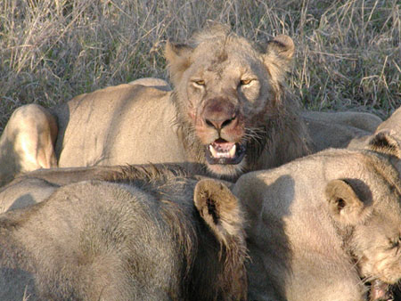 Africa0193