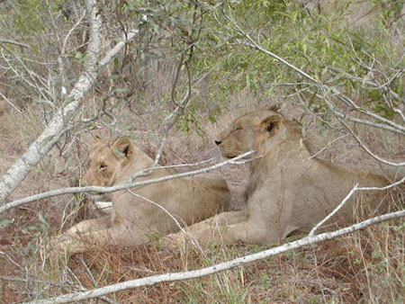 Africa0194