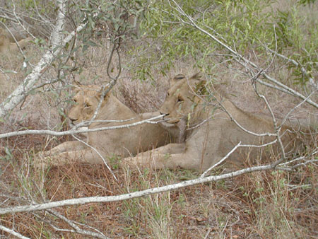 Africa0195