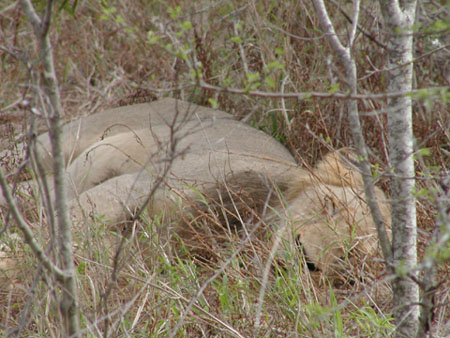 Africa0196