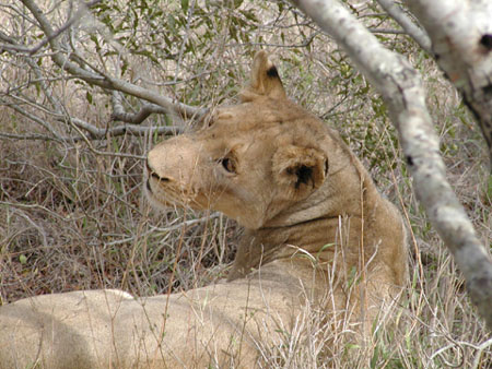 Africa0197
